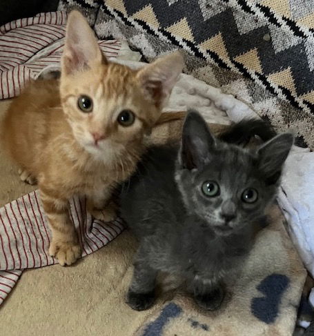 adoptable Cat in San Luis Obispo, CA named Merlin & Labubu - Bonded buddies