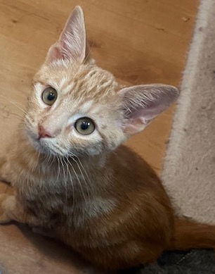 adoptable Cat in San Luis Obispo, CA named Nemo - Top-notch Kitten