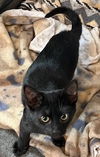 adoptable Cat in  named Pearl & Frida - Super close sisters