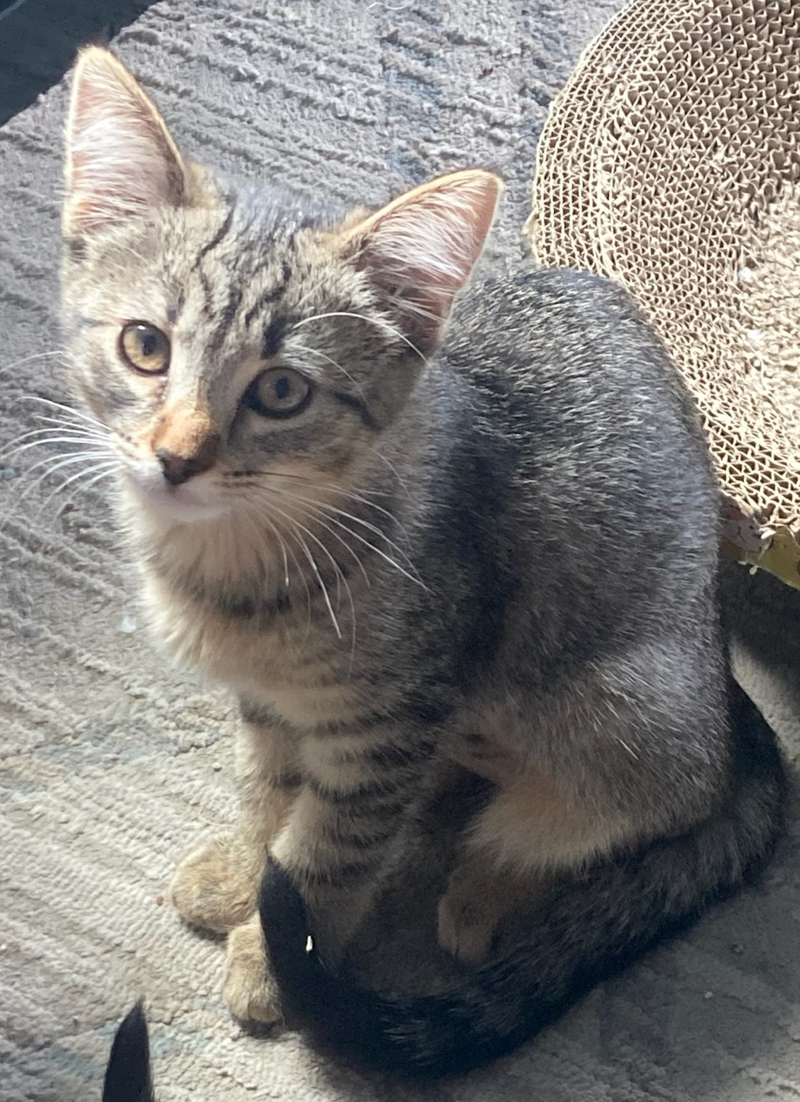 adoptable Cat in San Luis Obispo, CA named Sailor & Cilantro - Tiny Tabby Twosome