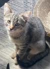 adoptable Cat in  named Sailor & Cilantro - Tiny Tabby Twosome