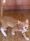 adoptable Cat in  named Otis - Your New Orange Beauty