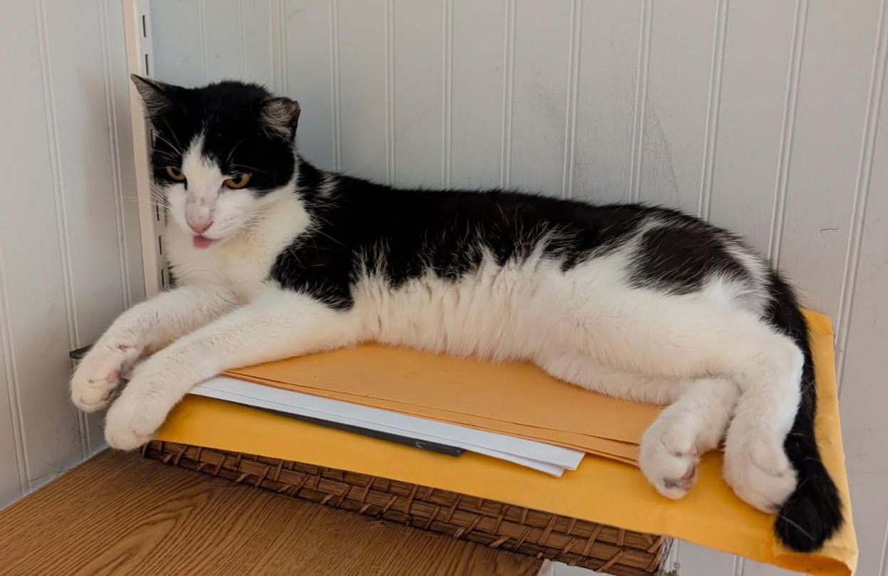 adoptable Cat in San Luis Obispo, CA named Pepper - your peaceful partner