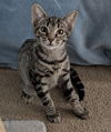 adoptable Cat in  named Jack - Frisky & Friendly