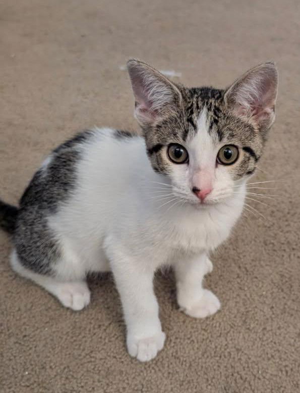 adoptable Cat in San Luis Obispo, CA named Lilio & Stitch - Loving and Sweet