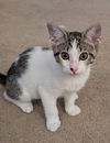 adoptable Cat in  named Lilio & Stitch - Loving and Sweet