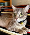adoptable Cat in  named Beautiful Bianca