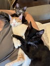 adoptable Cat in  named Grover, Pismo, & Avila - natural companions