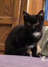adoptable Cat in  named Starburst - Midnight Littermate