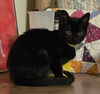 adoptable Cat in  named Tequila Sunrise - Midnight Littermate