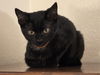 adoptable Cat in  named Maddie - Midnight Littermate
