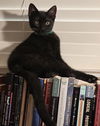 adoptable Cat in  named Lightning Bug - Midnight Littermate