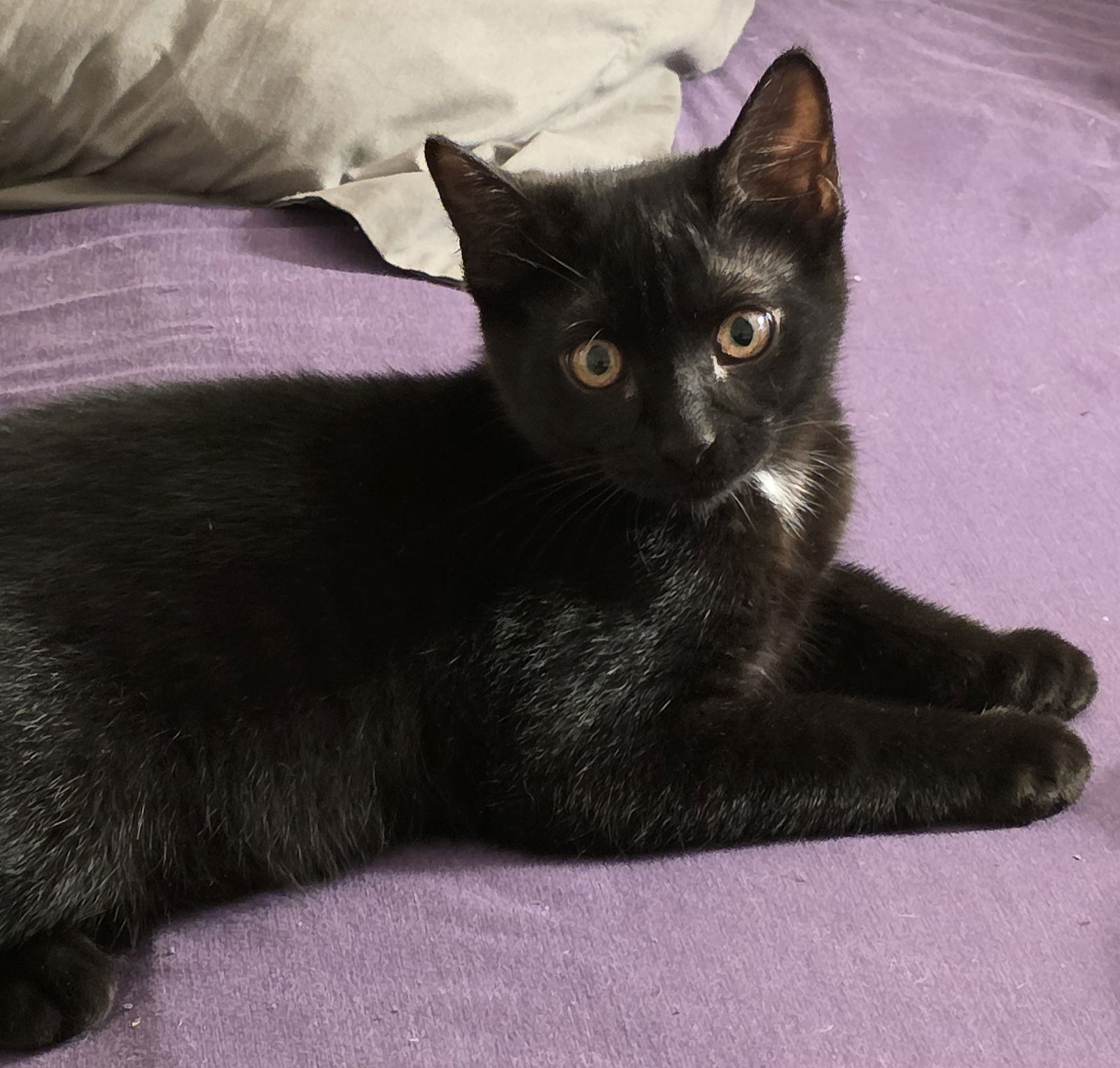 adoptable Cat in San Luis Obispo, CA named Moonshine - Midnight Littermate