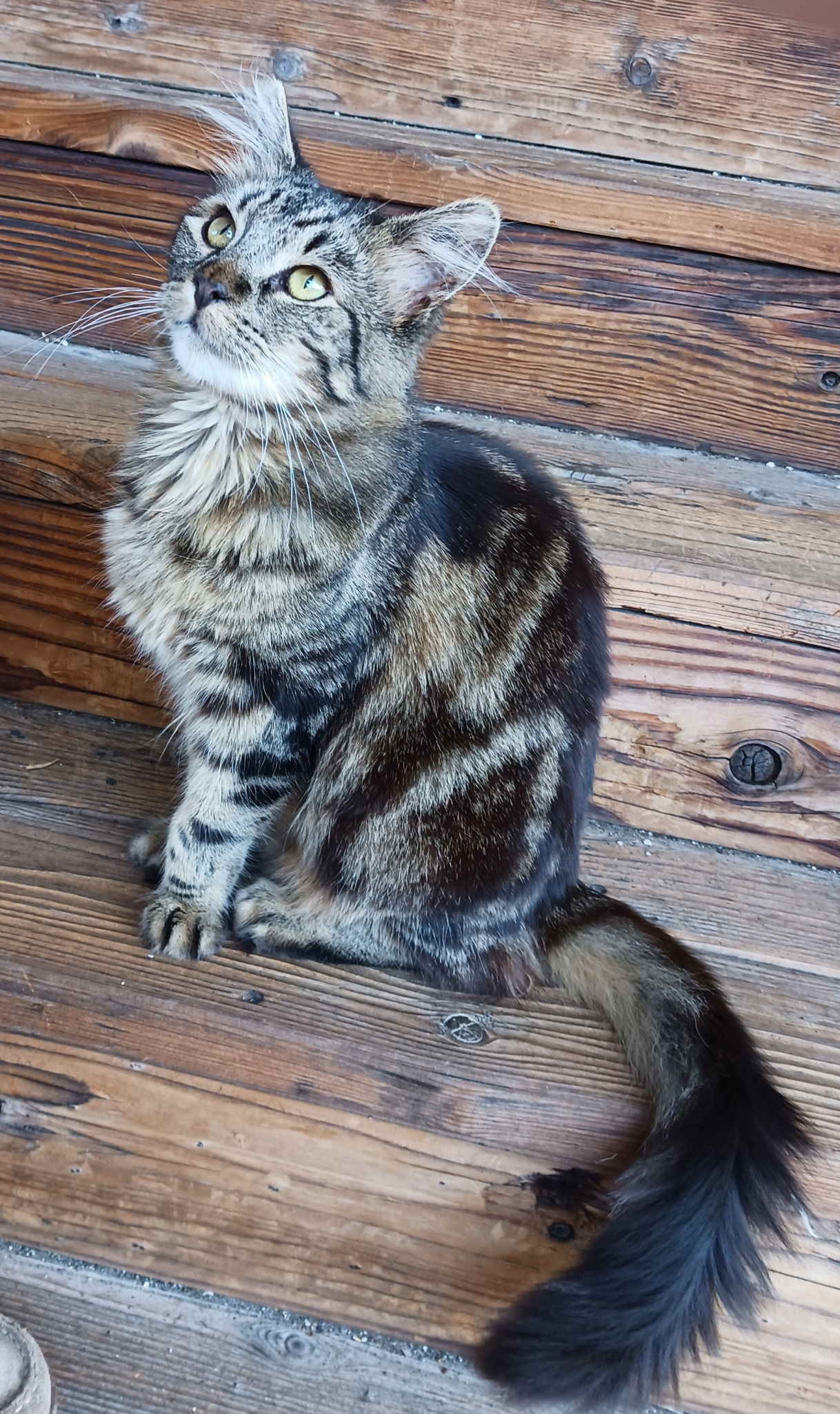 adoptable Cat in San Luis Obispo, CA named Otter - Gorgeous & Goofy Companion