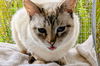 adoptable Cat in  named Blue - Lynx Point Siamese