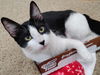adoptable Cat in  named Maxine  & Penny - Sweetie Sisters