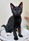 adoptable Cat in  named Robin, Marcus, & Clara Bow