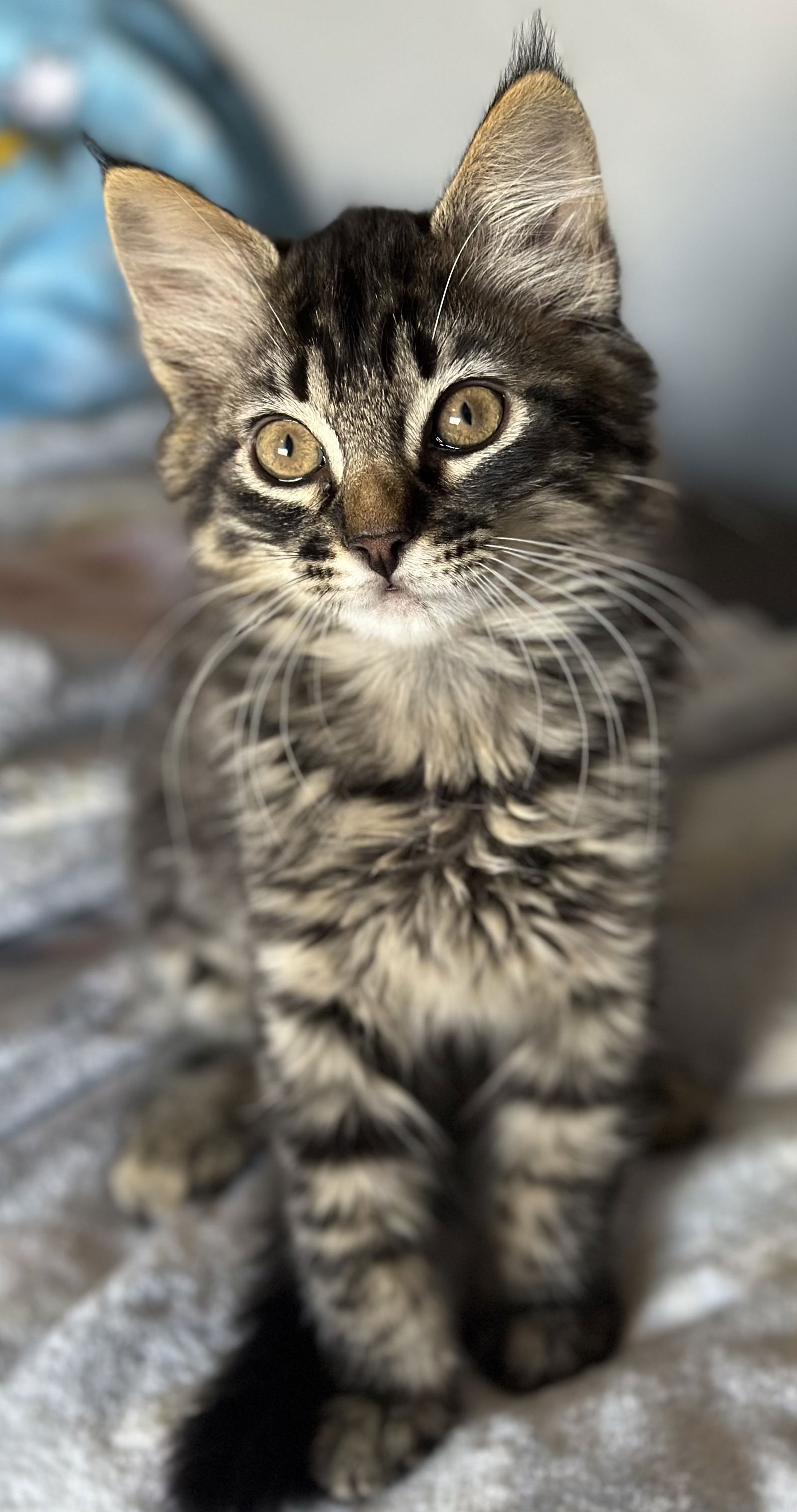 adoptable Cat in San Luis Obispo, CA named Bobcat & Simon