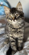 adoptable Cat in  named Bobcat & Simon
