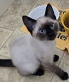 adoptable Cat in  named Ping & Trip - No Work, All Play