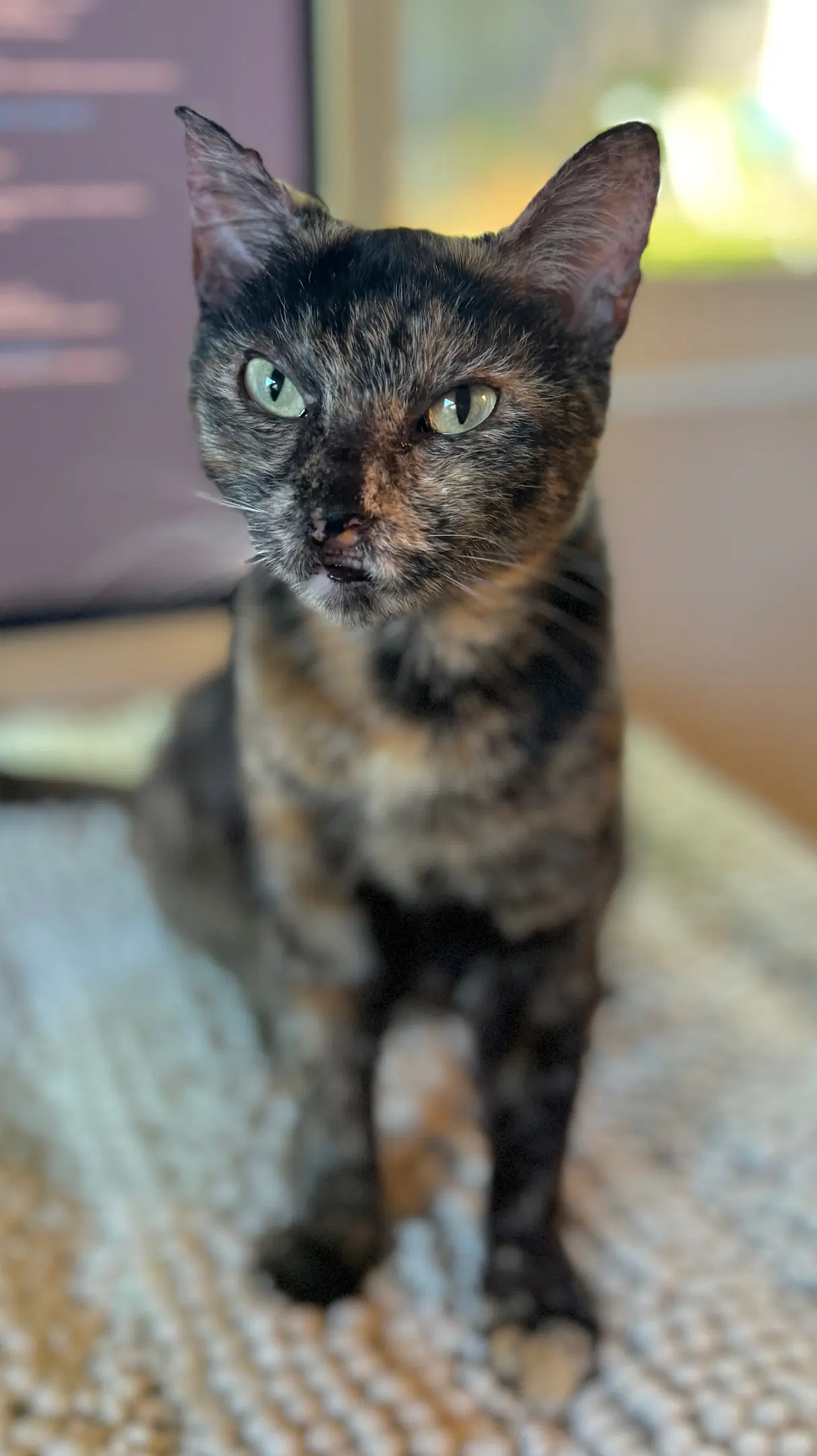 Torta - Tortie Girl - Tortoiseshell