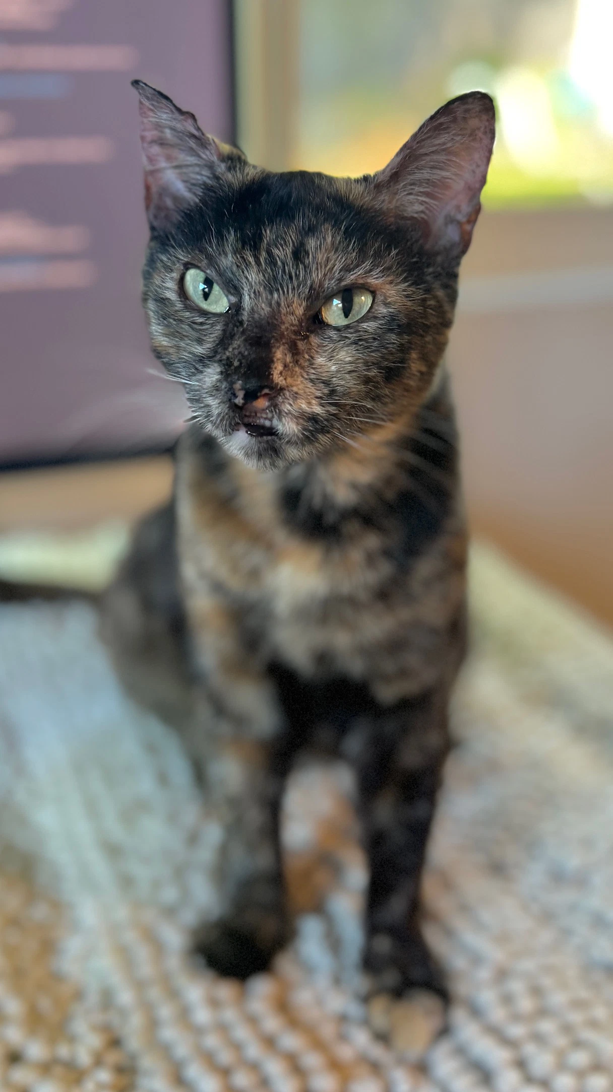 Torta - Tortie Girl
