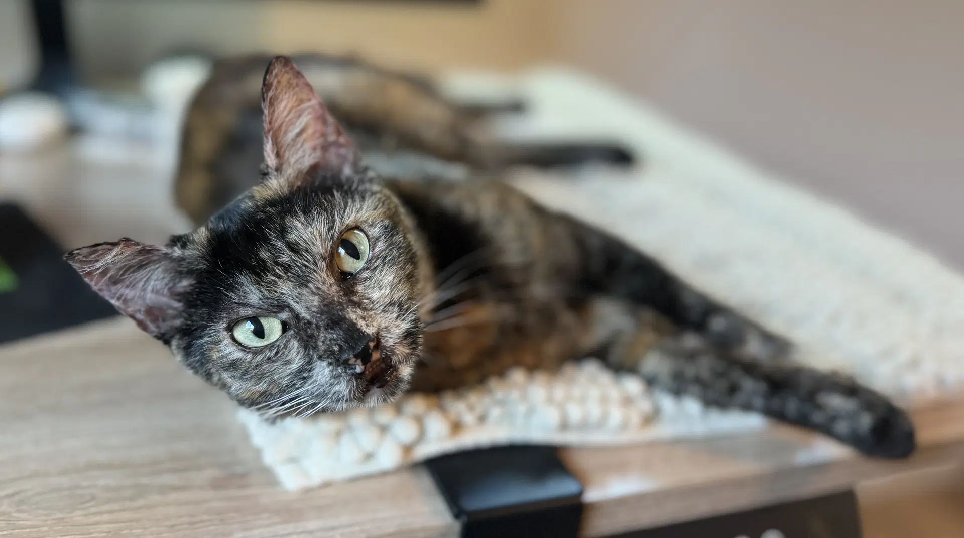Torta - Tortie Girl image 2
