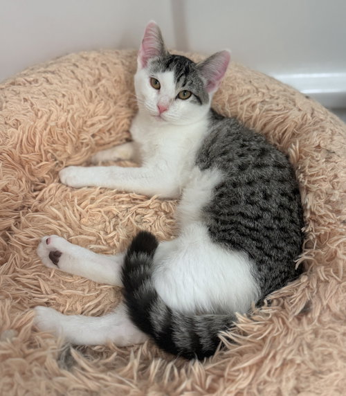picture of the cat needing adoption
