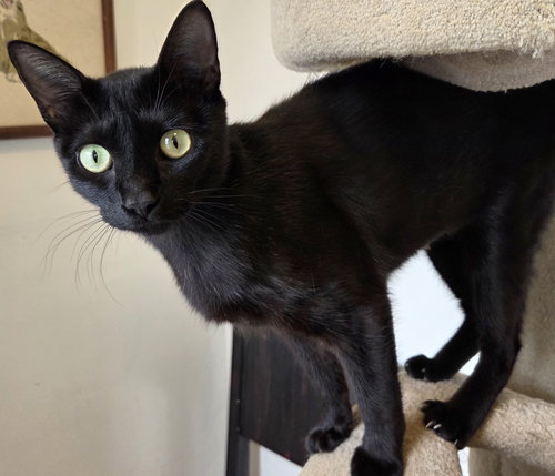 picture of the cat needing adoption