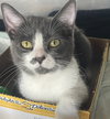 Super Manx Bros - Zipper & Velcro - Photo 2