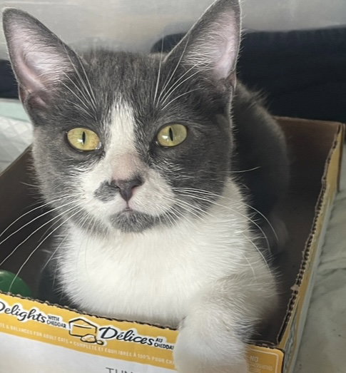 SUPER MANX BROS - ZIPPER & VELCRO - Manx / Domestic Short Hair available for adoption