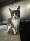 Super Manx Bros - Zipper & Velcro - Photo 3