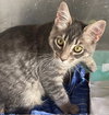 Super Manx Bros - Zipper & Velcro - Photo 4