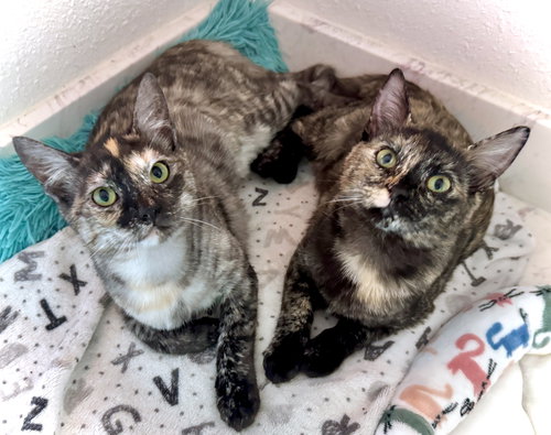 picture of the cat needing adoption