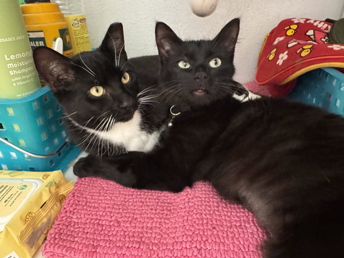 picture of the cat needing adoption