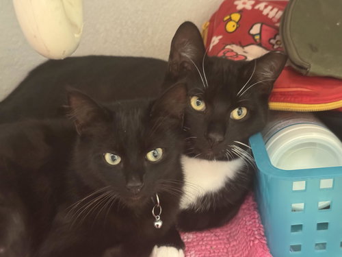 picture of the cat needing adoption
