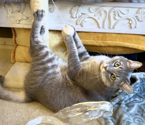picture of the cat needing adoption