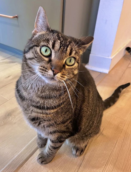 picture of the cat needing adoption