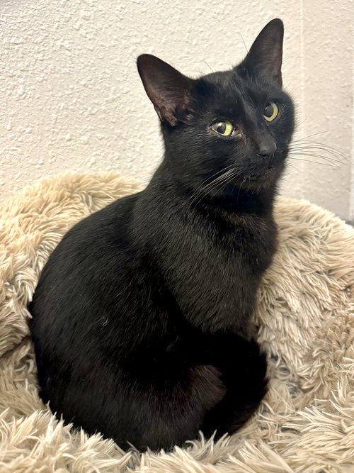 picture of the cat needing adoption