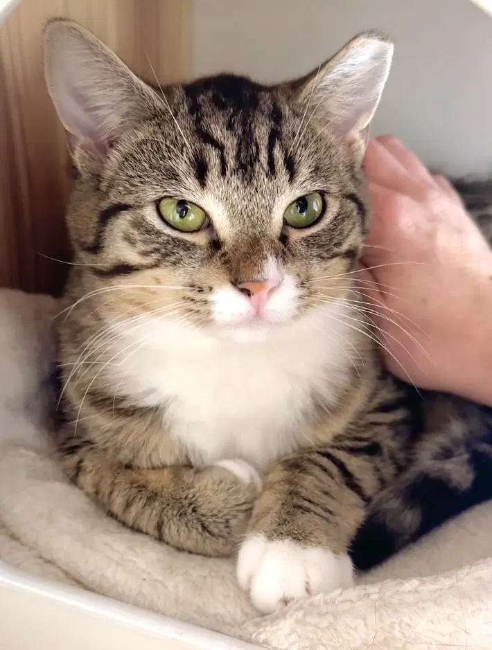 Trinket  Tchotchke - Twin Tabby Kittens - Tabby