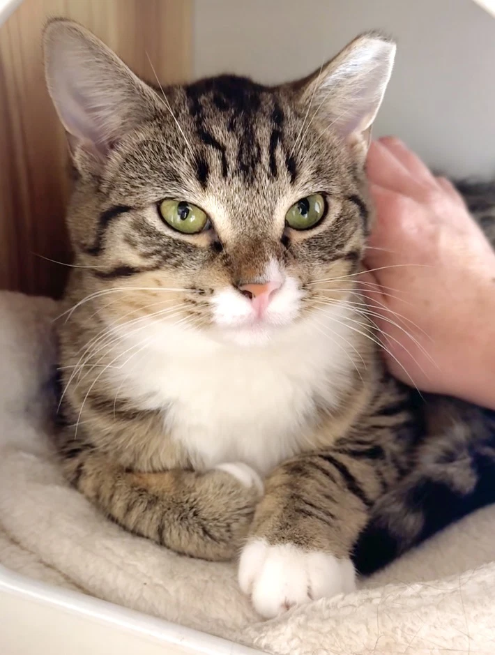 Trinket  Tchotchke - Twin Tabby Kittens