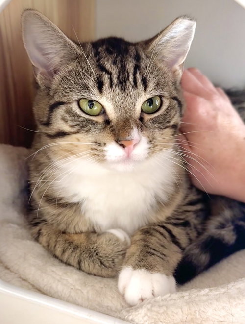 picture of the cat needing adoption