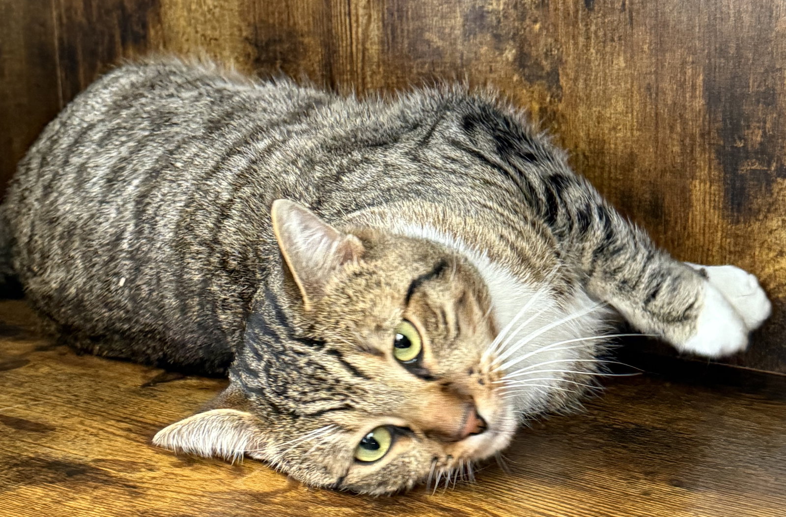 Tiger - your tabby treasure - CCC Image