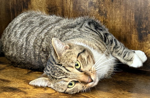 picture of the cat needing adoption