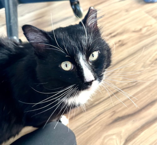 picture of the cat needing adoption