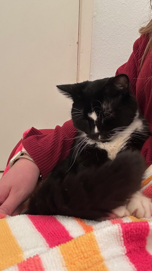 picture of the cat needing adoption