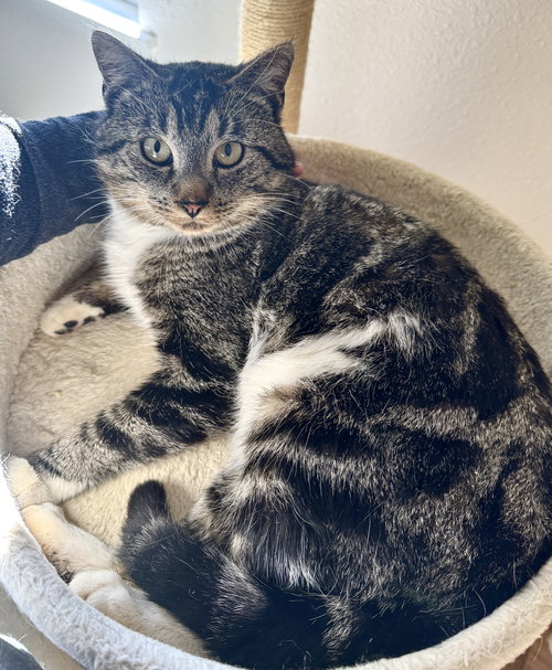 DJ Cello - loving and mellow - CCC, an adoptable Tabby in San Luis Obispo, CA
