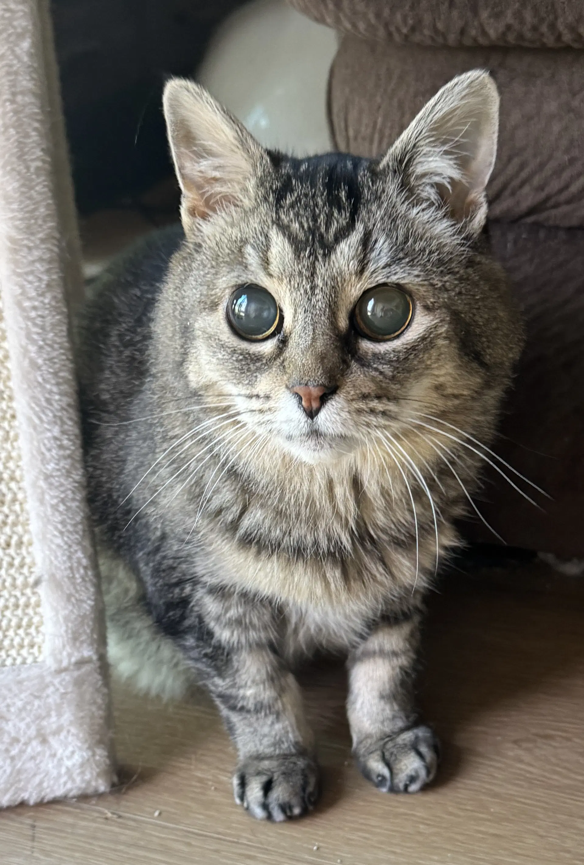 Hootie - Sightless Sweetie - Tabby