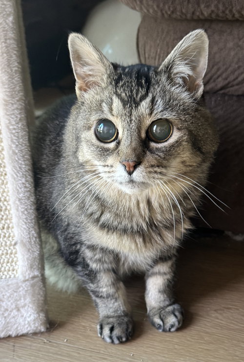 picture of the cat needing adoption
