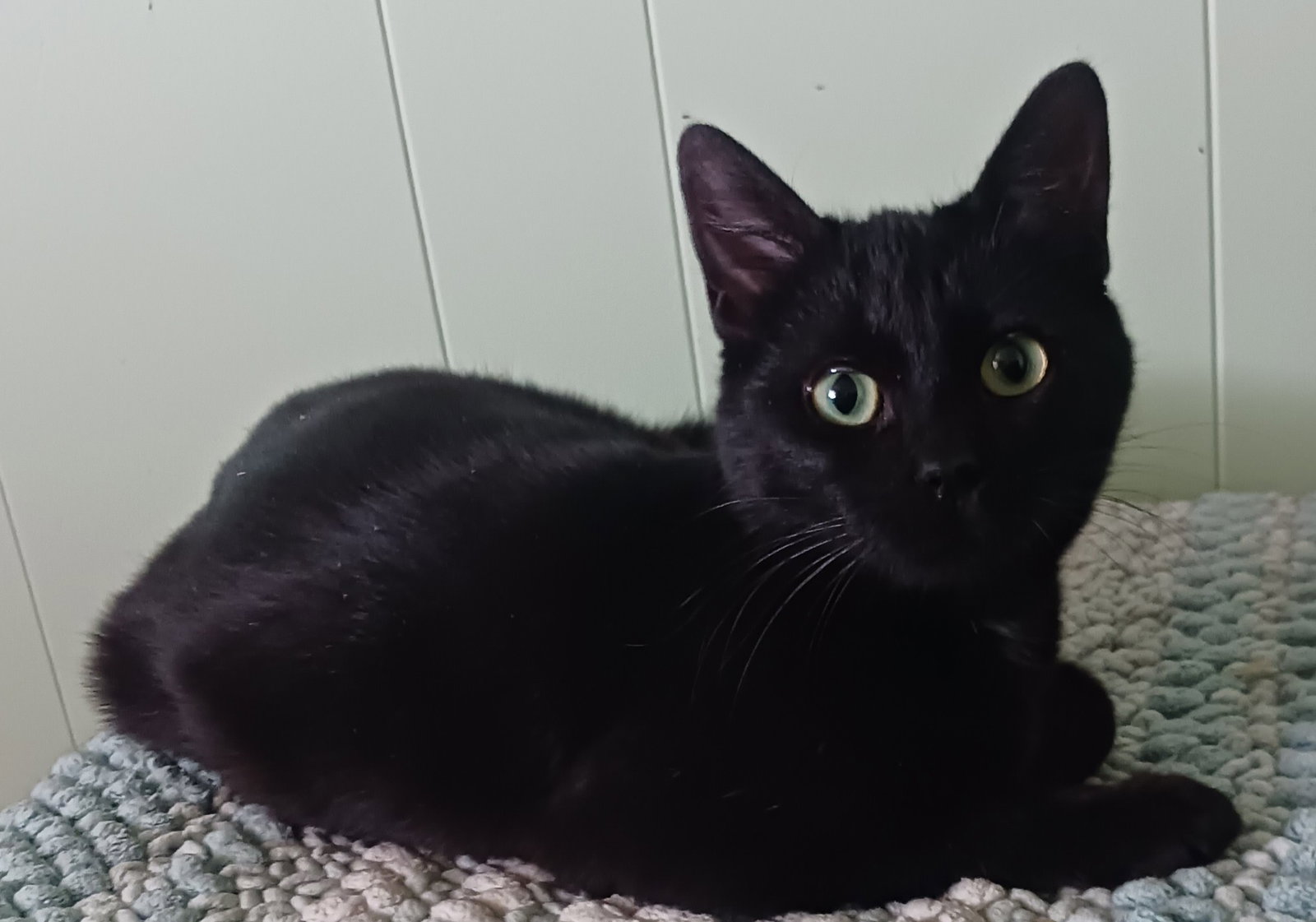 Onyx & Raven - bonded bombay beauties - CCC Image